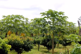 Rủ nhau trồng thứ đu đủ “điếc”, không ngờ nhặt tiền đã tay