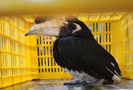 Chim cao cát bụng trắng quý hiếm đậu trên vỉa hè ở TP HCM