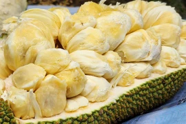 CLIP: Lý do mít sầu riêng đang “sốt” ở miền Tây