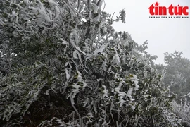 Mẫu Sơn có tuyết, người người háo hức “đi săn“