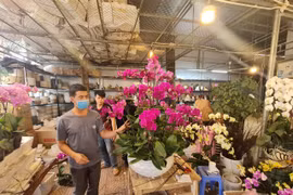 Thị trường hoa cận Tết Quý Mão: Giá tăng nhẹ so với năm trước
