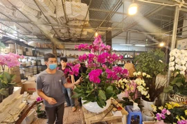 Thị trường hoa cận Tết Quý Mão: Giá tăng nhẹ so với năm trước