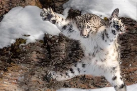 Báo tuyết: Bậc thầy ngụy trang, có thể tàng hình trước ống kính máy ảnh 