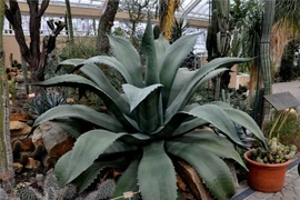 Cây cảnh xấu xí nhưng sống lâu trăm năm, nhà giàu yêu thích