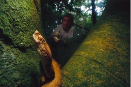 Hòn đảo trăm nghìn rắn độc, nơi loài người không dám đặt chân