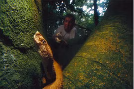 Hòn đảo trăm nghìn rắn độc, nơi loài người không dám đặt chân