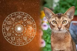 28, 29, 30, 31 tháng 12, 3 con giáp sẽ phát tài phát lộc