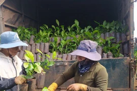 Giá cao kỷ lục, cây giống “cháy” hàng, cảnh báo việc phá rừng trồng cà phê