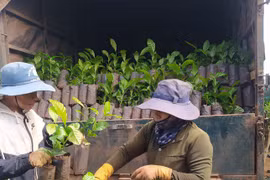 Giá cao kỷ lục, cây giống “cháy” hàng, cảnh báo việc phá rừng trồng cà phê