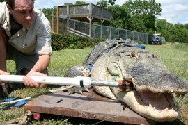 Danh hiệu “lực cắn mạnh nhất” không dành cho chúa sơm lâm