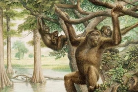 Thời cổ đại, có một loài vật ăn thịt tổ tiên của chúng ta