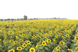 Na Hang: Nở rộ mùa hướng dương tại Bản Bung, xã Thanh Tương