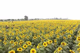 Na Hang: Nở rộ mùa hướng dương tại Bản Bung, xã Thanh Tương