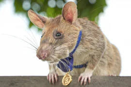 Khi chuột, châu chấu, ong… dò bom mìn hiệu quả hơn con người