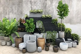 Loại cây cảnh nào cao cấp, sang chảnh, “đổi gió” cho căn nhà?