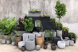 Loại cây cảnh nào cao cấp, sang chảnh, “đổi gió” cho căn nhà?