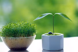 2 loại quả ăn xong trồng cây cảnh vừa dễ vừa đẹp - độc - lạ