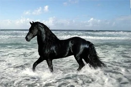 Những con ngựa nổi tiếng trong lịch sử - văn học Trung Quốc