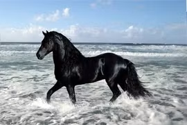 Những con ngựa nổi tiếng trong lịch sử - văn học Trung Quốc