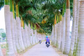 Check-in những “Con đường hạnh phúc” ở Long An