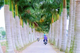 Check-in những “Con đường hạnh phúc” ở Long An