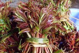 Lá dùng tiến vua, gần 1 triệu/kg giờ sao ít người trồng?