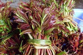 Lá dùng tiến vua, gần 1 triệu/kg giờ sao ít người trồng?