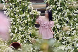 Ngỡ ngàng màu trắng tinh khôi của hoa loa kèn tháng 4