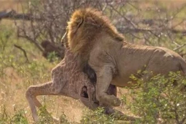 Cuộc chiến không cân sức giữa hươu cao cổ và nhóm thợ săn 