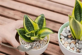 4 loại cây cảnh “nịnh” thần tài và giảm nhiệt ngày nóng