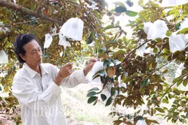 Loại cây đặc sản Sóc Trăng hái 10 tấn, lãi 350 triệu