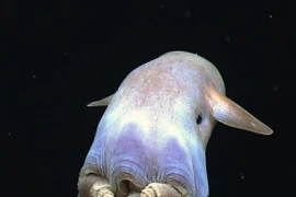 10 sinh vật biển kỳ lạ gây kinh ngạc