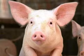 Tại sao rắn lại sợ lợn, thậm chí bị lợn ăn?