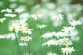 3 con giáp giàu nhiệt huyết lại kiên trì, sau tuổi 40 hưởng phú quý 