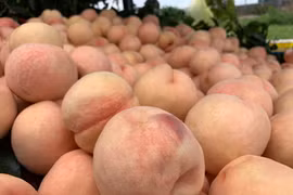 Đào Sapa to mọng bán ở Sài Gòn và sự thật khiến ai cũng bất ngờ