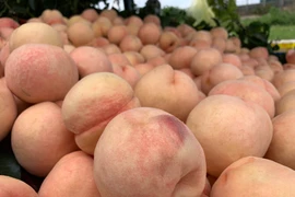 Đào Sapa to mọng bán ở Sài Gòn và sự thật khiến ai cũng bất ngờ