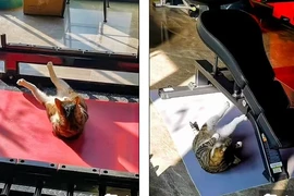 Video: Cực thú vị với chú mèo miệt mài gập bụng, nỗ lực giảm mỡ