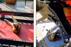 Video: Cực thú vị với chú mèo miệt mài gập bụng, nỗ lực giảm mỡ