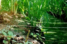 Chồng giăng bẫy chuột bằng điện khiến vợ tử vong thương tâm 