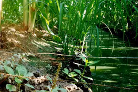 Chồng giăng bẫy chuột bằng điện khiến vợ tử vong thương tâm 