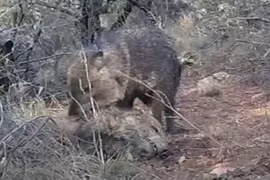 Video: Lợn lòi chết, đồng loại đến "viếng" suốt 10 ngày