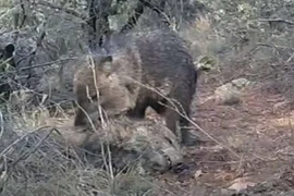 Video: Lợn lòi chết, đồng loại đến "viếng" suốt 10 ngày