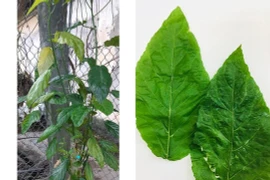 Ăn cháo nấu "lá mọi" chữa táo bón, bé 1 tuổi bị tan máu cấp