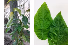 Ăn cháo nấu "lá mọi" chữa táo bón, bé 1 tuổi bị tan máu cấp