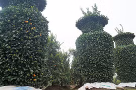 Video: Độc lạ "lộc bình" quất kiểng khổng lồ giá chục triệu đón Tết 2018