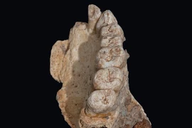 Hóa thạch phát hiện ở Israel có thể sẽ viết lại lịch sử nhân loại