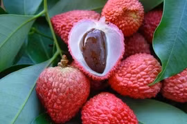 Bài thuốc dân gian trị quai bị hiệu quả ít người biết