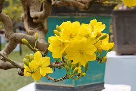 Vì sao cuối năm nhất định phải trồng cây mai trong nhà? 