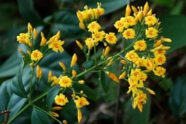 Cứu sống bệnh nhân ăn lá ngón bằng dung dịch “cây nhà lá vườn“