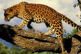 Những loài động vật hiếm nhất thế giới được bảo tồn thành công